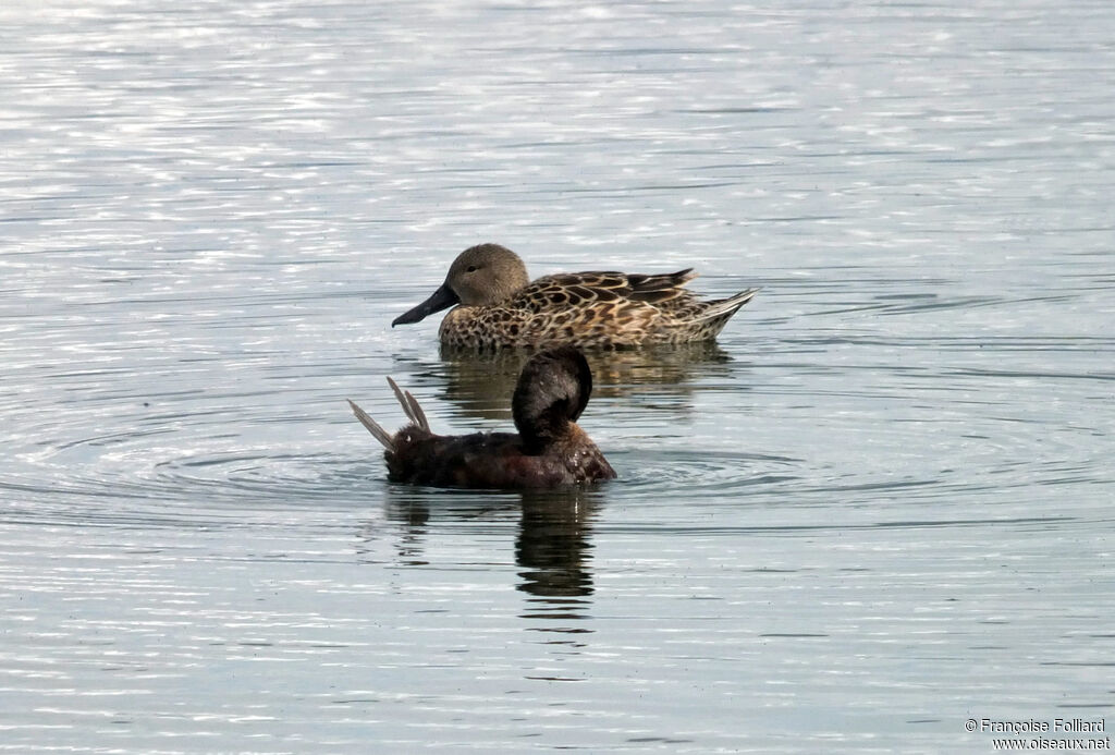 Andean Duck male