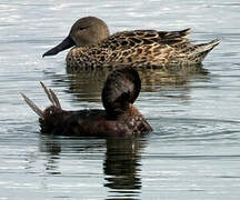 Andean Duck