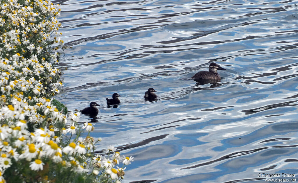 Lake Duck