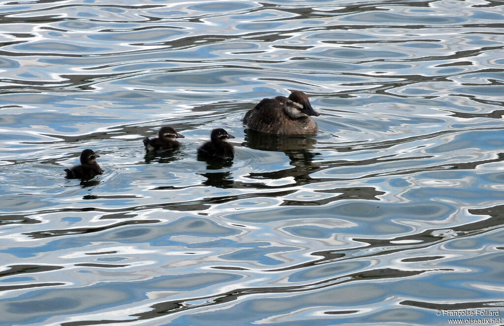 Lake Duck