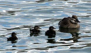 Lake Duck