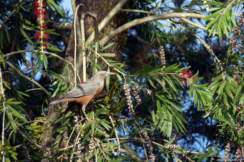 Étourneau à tête grise, identification, régime