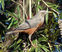 Chestnut-tailed Starling