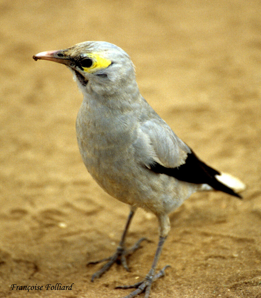 Wattled Starlingadult, identification