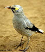 Wattled Starling