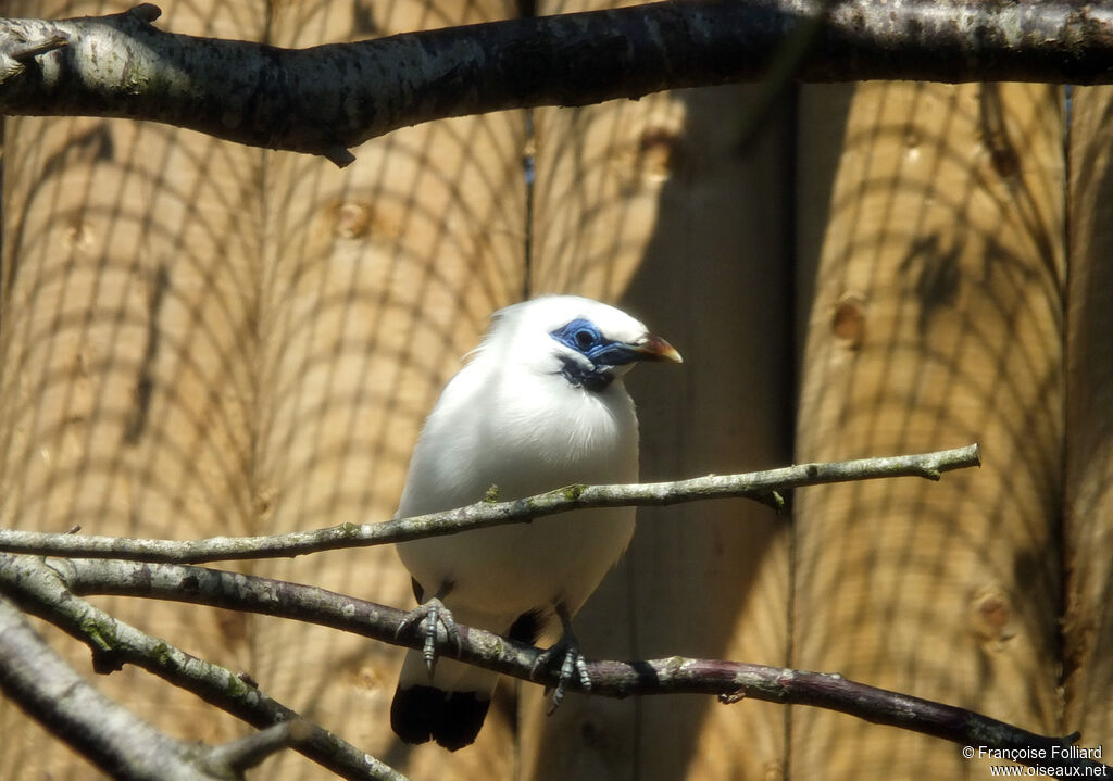 Bali Myna, identification