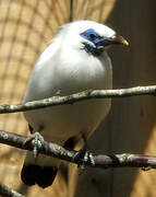 Bali Myna