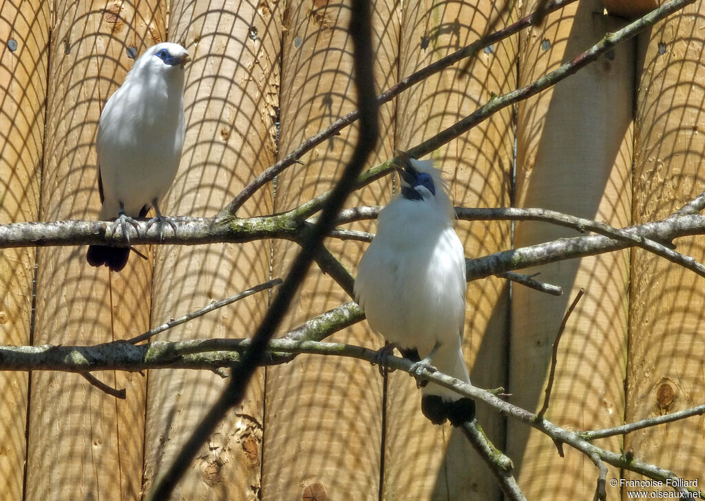 Bali Myna , Behaviour