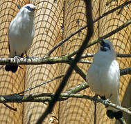 Bali Myna