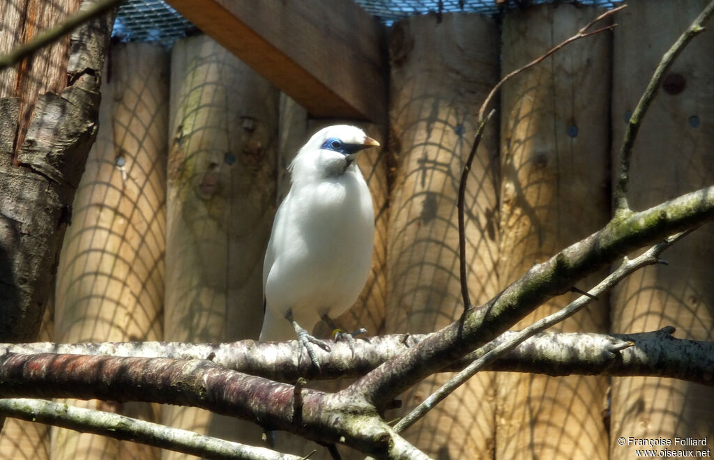 Bali Myna