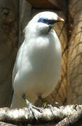 Bali Myna