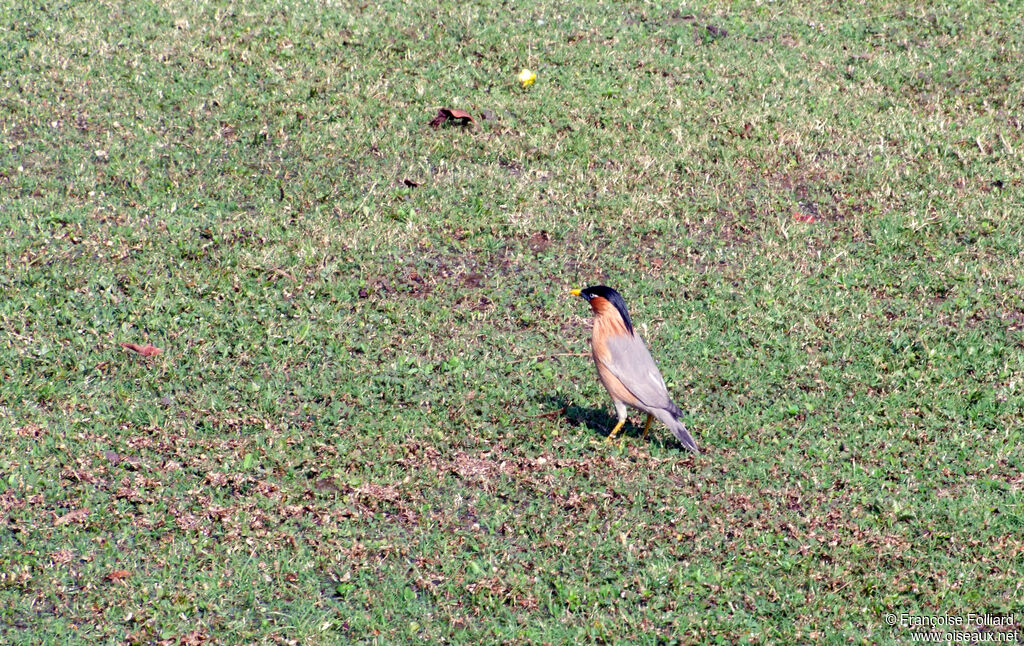 Brahminy Starling, identification