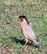 Étourneau des pagodes Sturnia pagodarum
