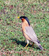 Brahminy Starling