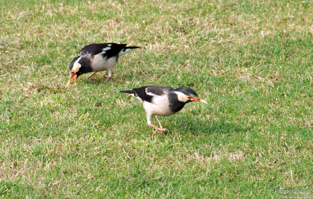 Pied Myna, identification, feeding habits