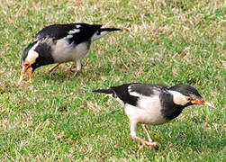 Indian Pied Myna