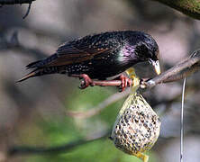 Common Starling