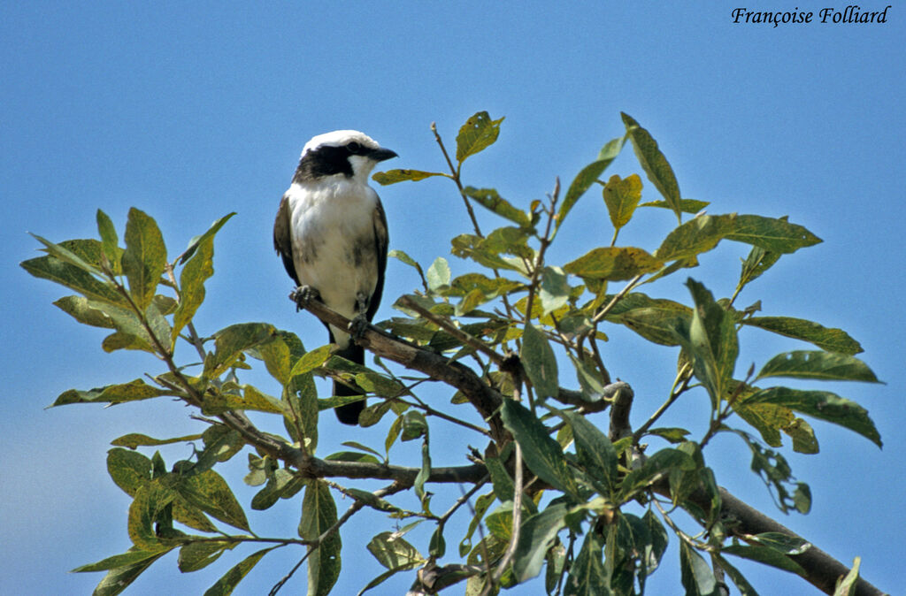 Northern White-crowned Shrikeadult, identification