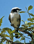 Northern White-crowned Shrike