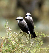 Northern White-crowned Shrike