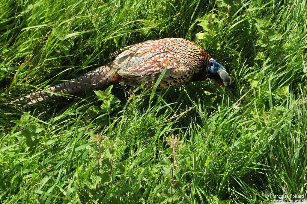 Faisan de Colchide, identification