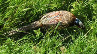 Common Pheasant