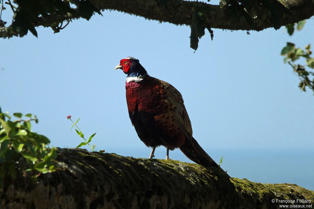 Faisan de Colchide