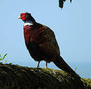 Common Pheasant