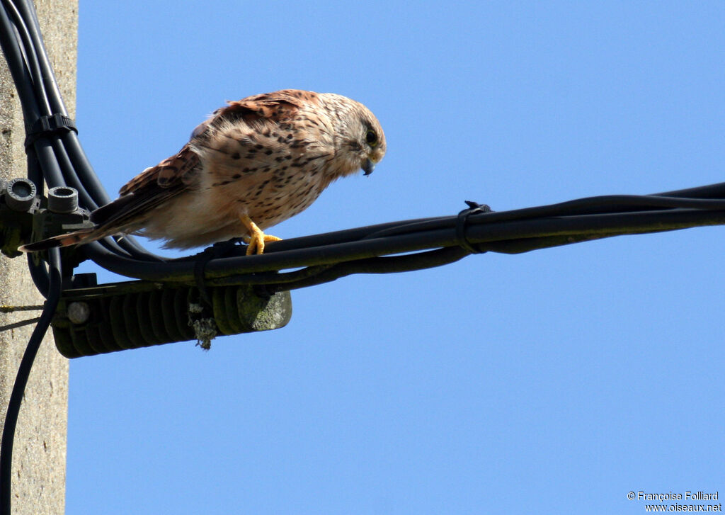 Common Kestrel male, identification