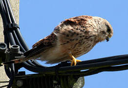 Common Kestrel