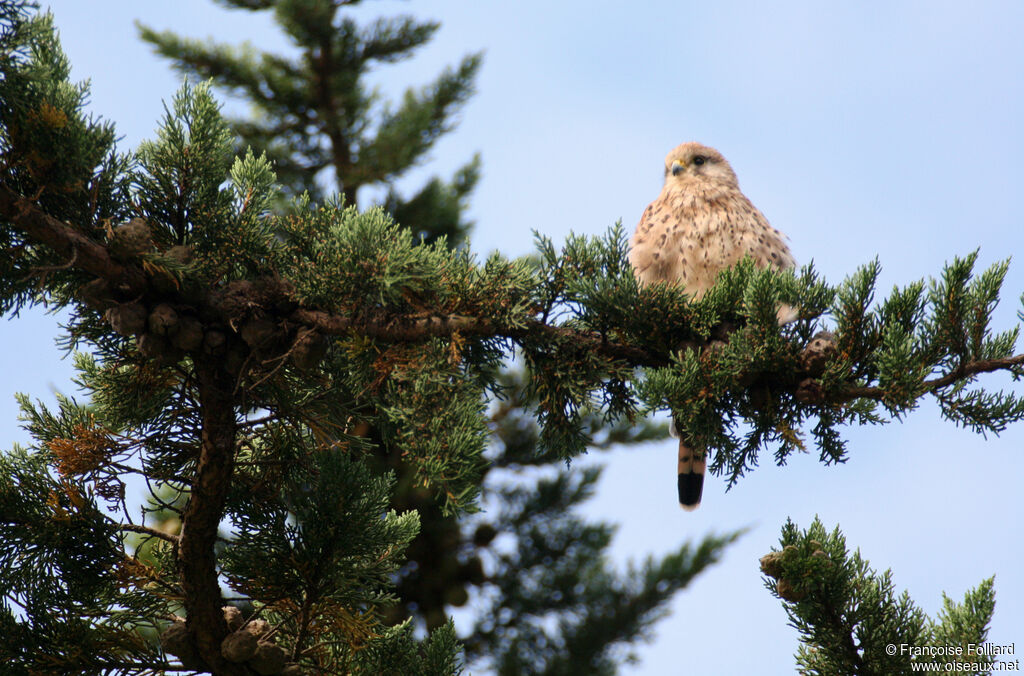 Common Kestrel