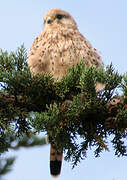 Common Kestrel