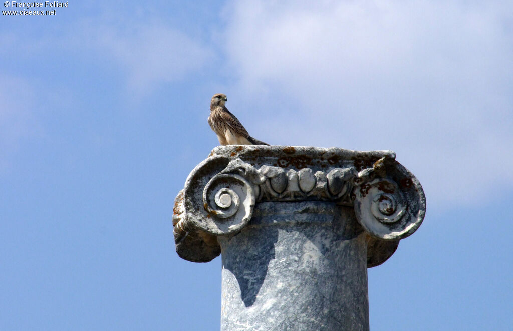 Faucon crécerelle, identification