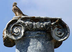 Common Kestrel