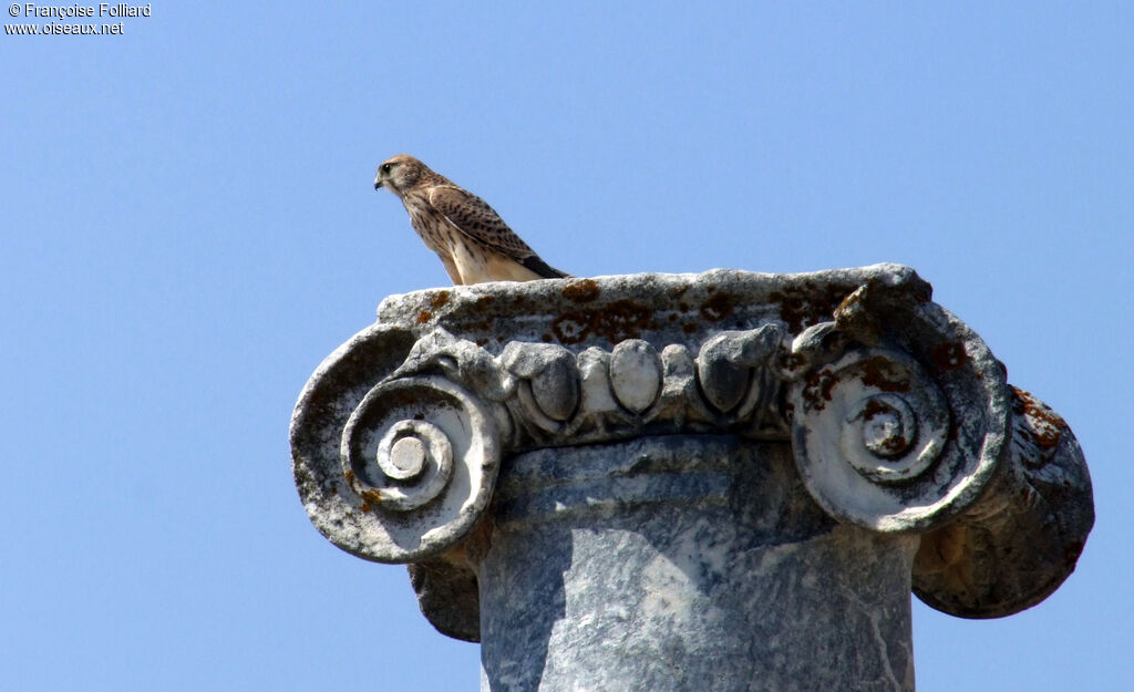 Faucon crécerelle, identification