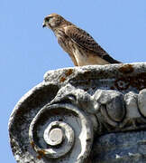 Common Kestrel