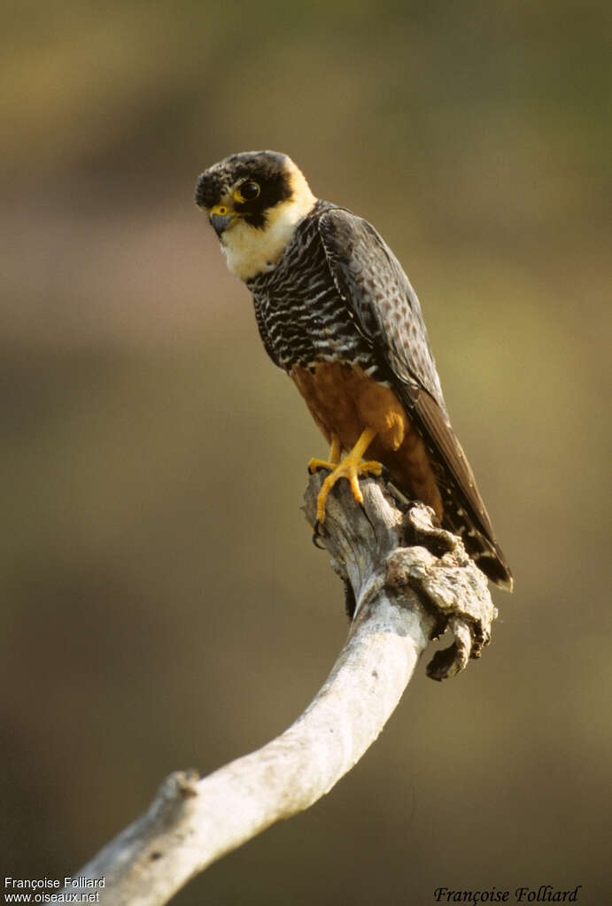 Bat Falcon, identification