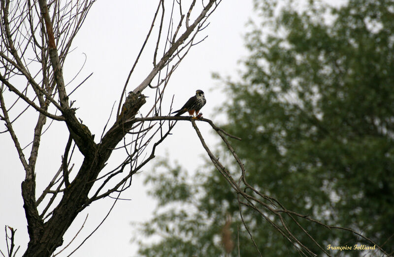 Faucon hobereau mâle, identification, régime