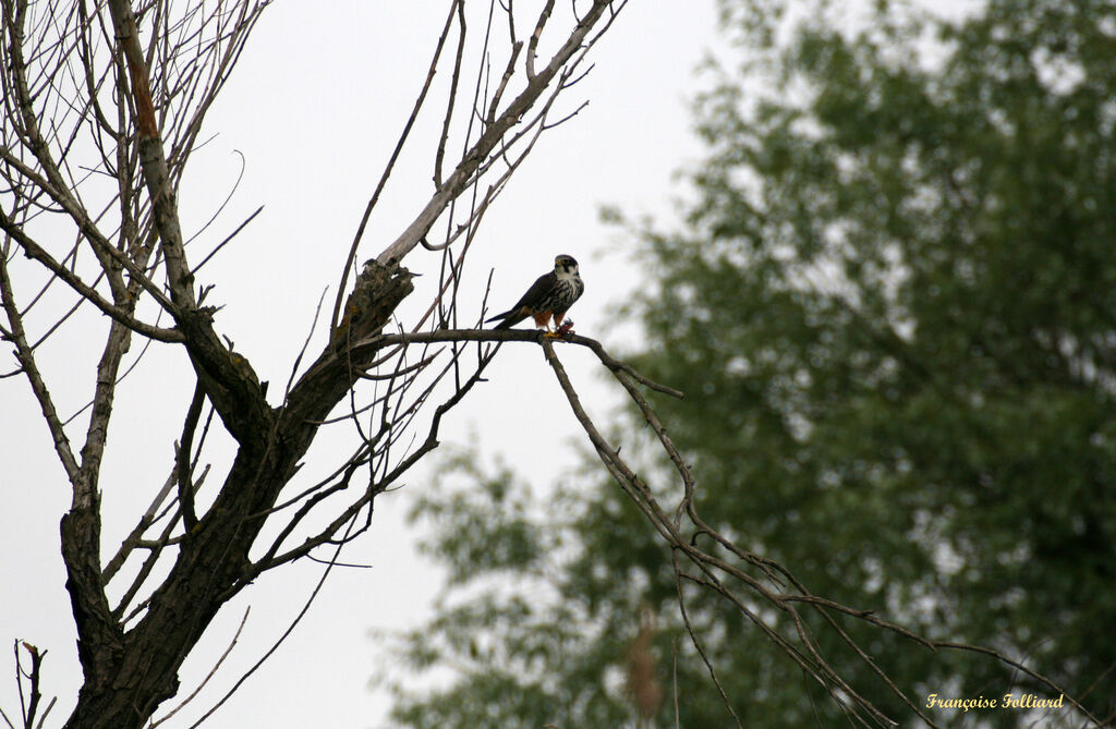 Eurasian Hobby male, identification, feeding habits