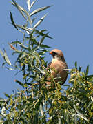 Red-footed Falcon