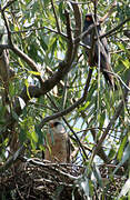 Red-footed Falcon