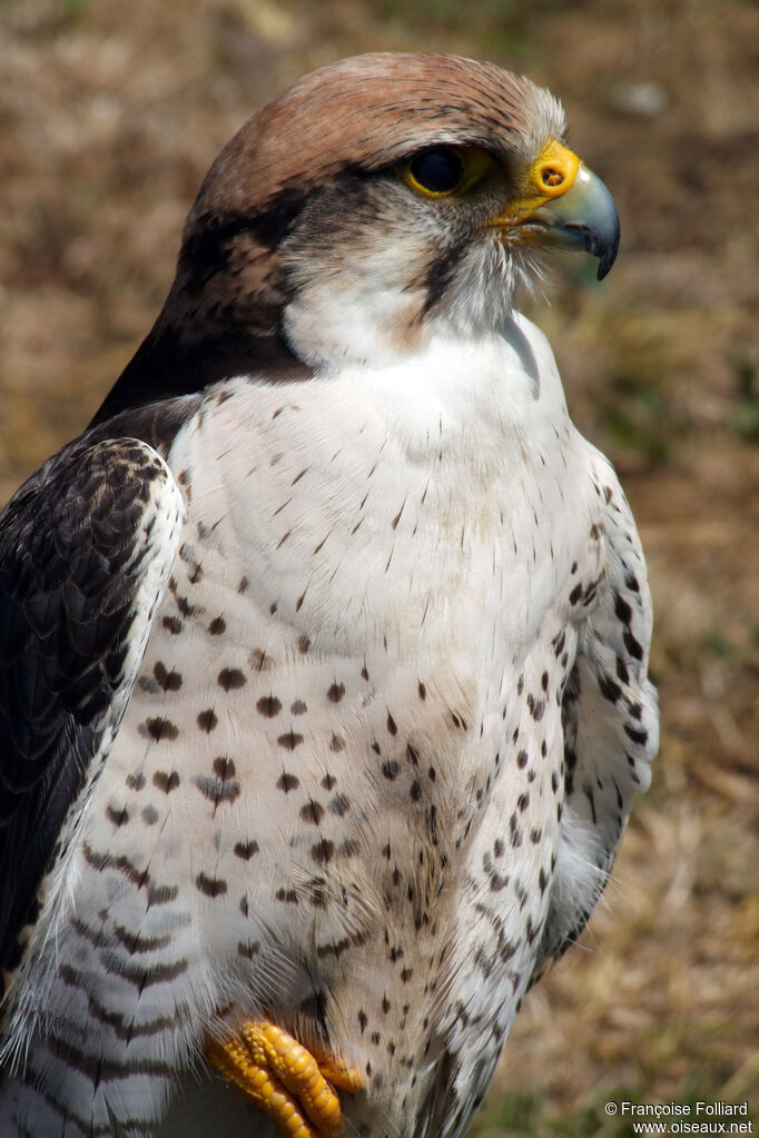 Lanner Falcon, identification