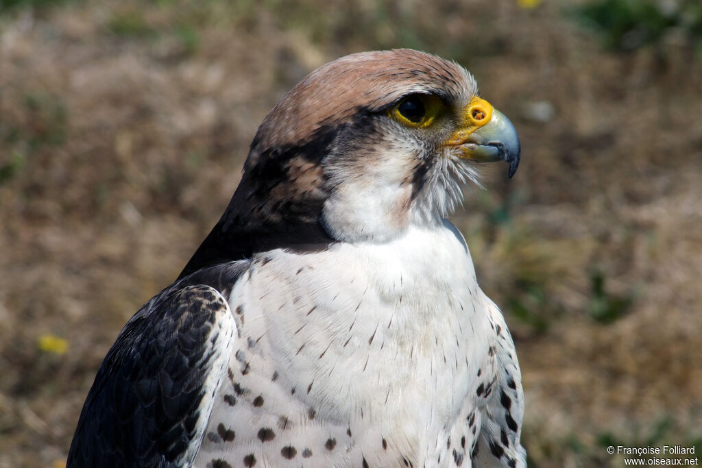 Lanner Falcon, identification