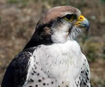 Lanner Falcon