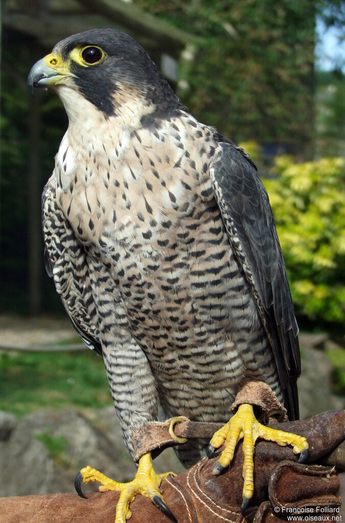 Peregrine Falcon, identification