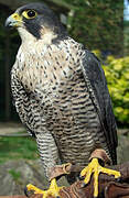 Peregrine Falcon