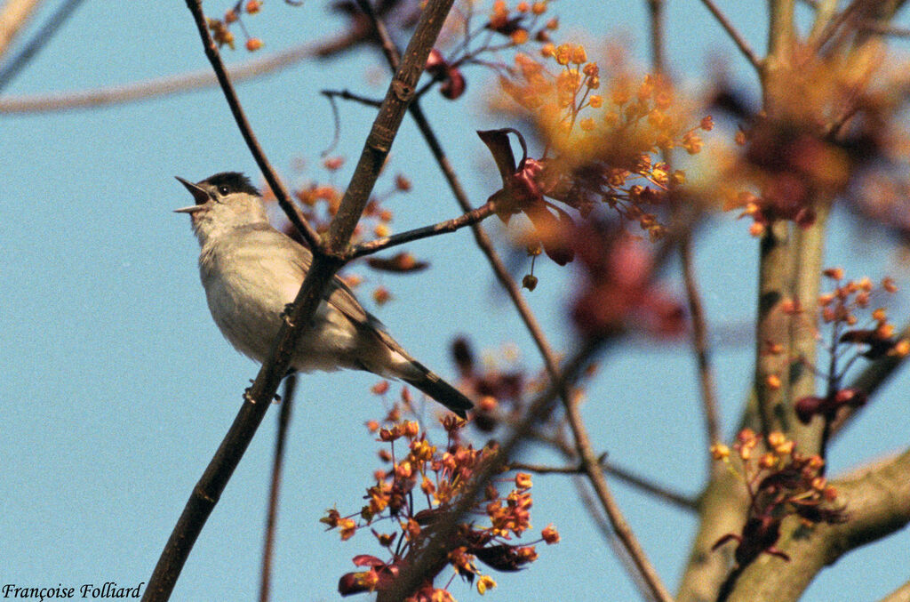 Fauvette à tête noireadulte, chant