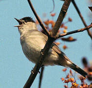 Eurasian Blackcap