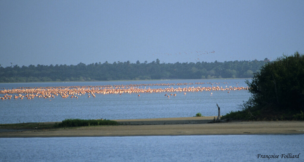 American Flamingoadult, identification, feeding habits