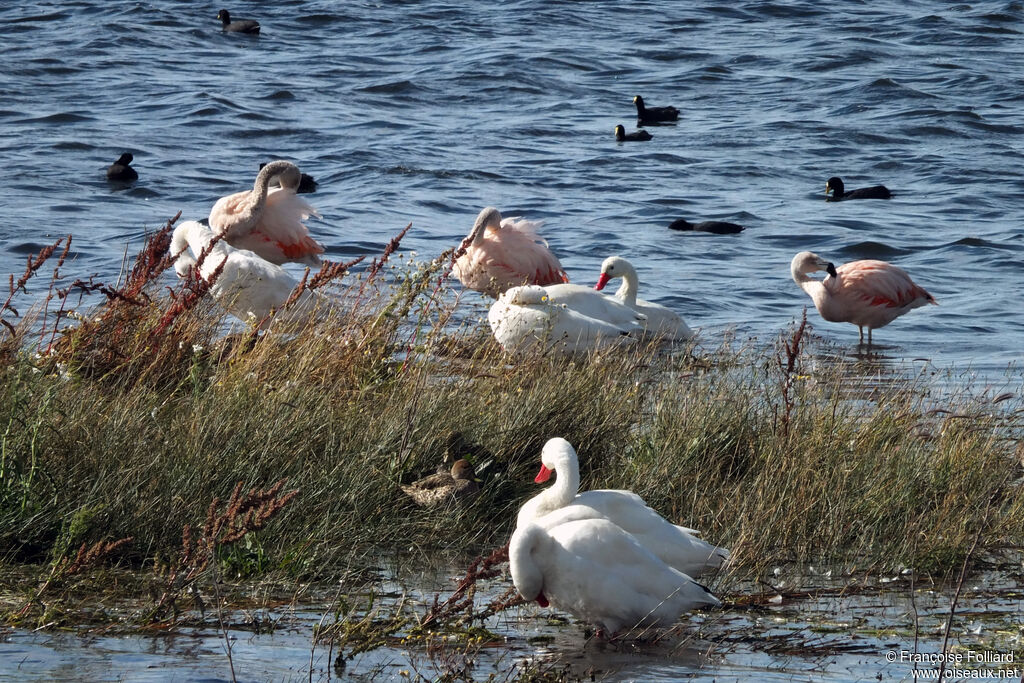 Flamant du Chili, habitat